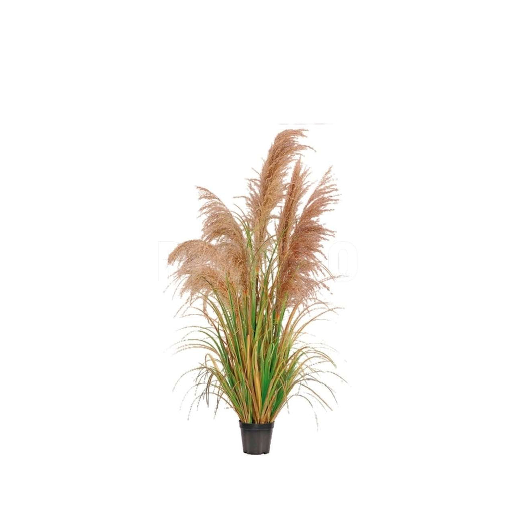 Pampas Semi-Artificiale 170 cm – Fiore Vero e Foglie Artificiali