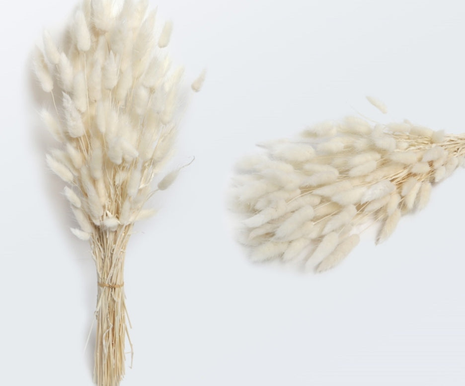 LAGURUS NATURALE
