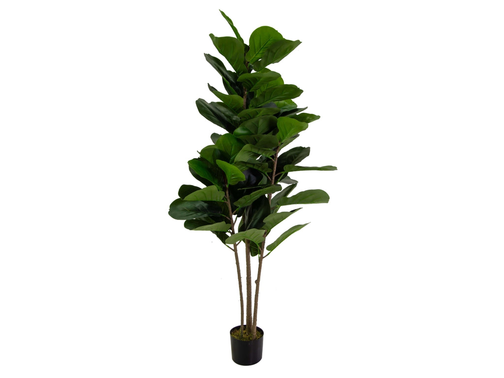 Pianta Ficus Artificiale 165 cm Real Touch – Foglie Morbide | Con Vaso