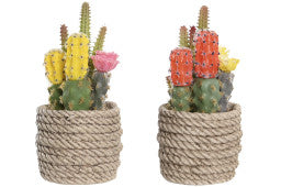 PIANTINA VASETTO CACTUS