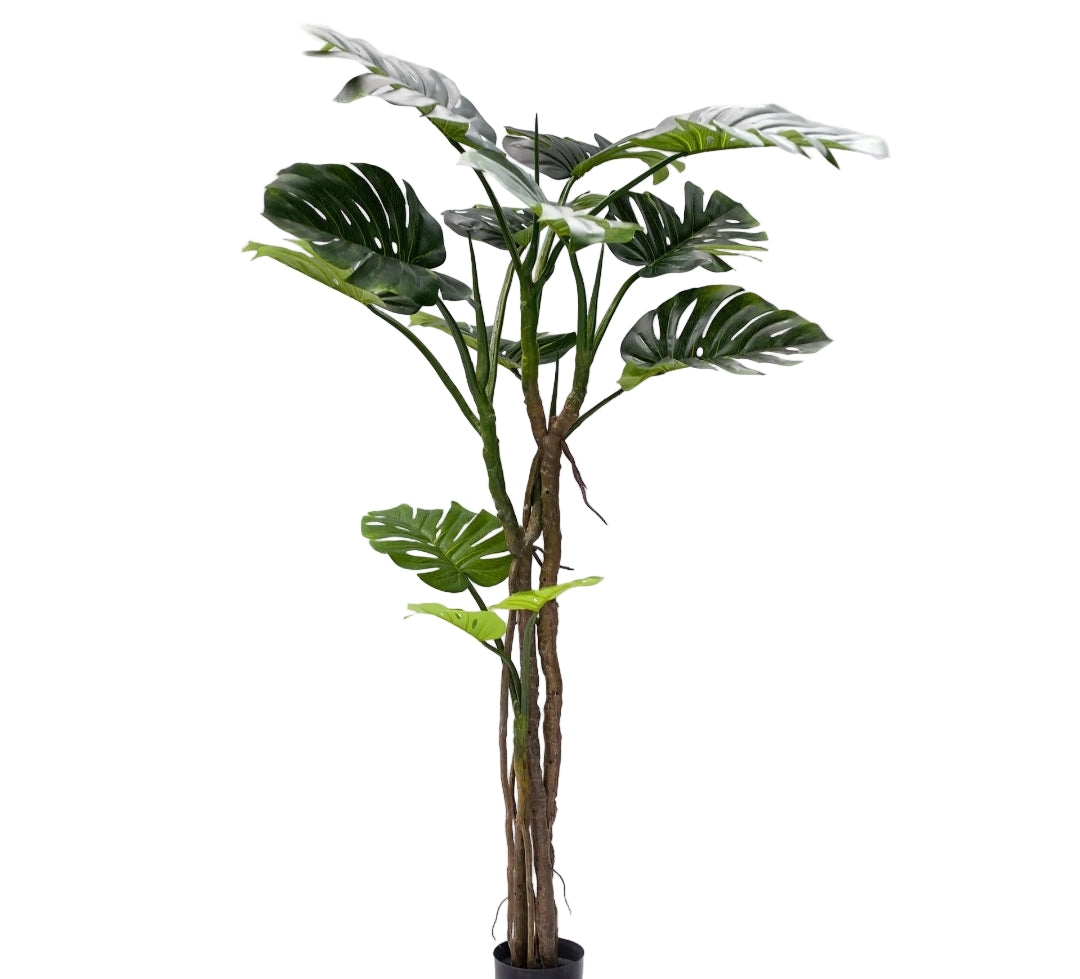 PIANTA MONSTERA 165 CM