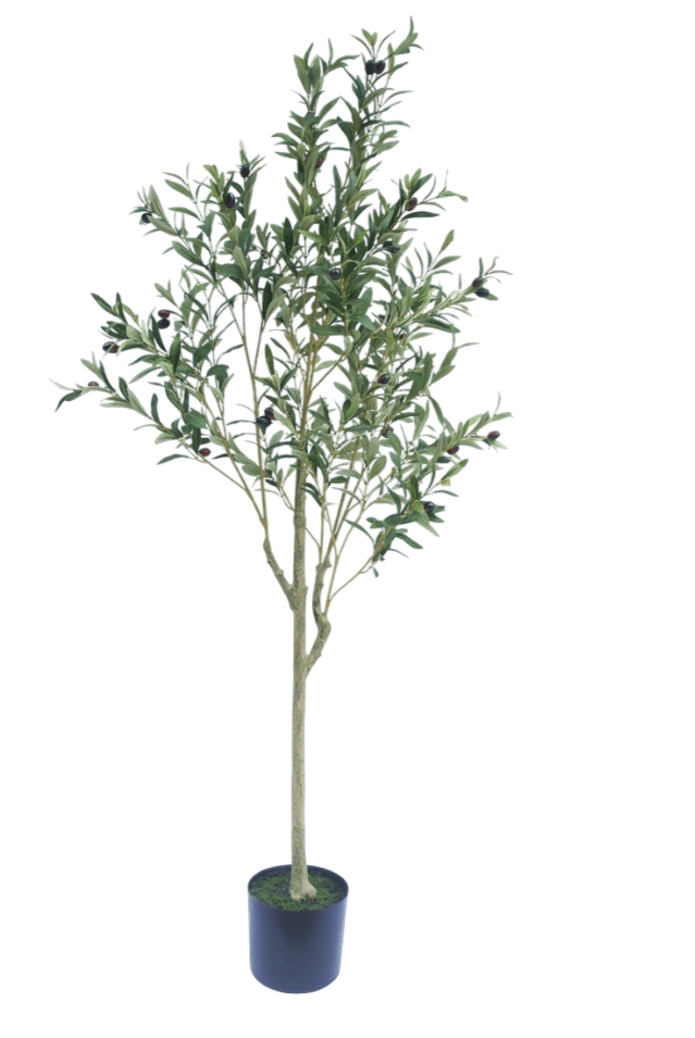 PIANTA DI ULIVO 165 CM