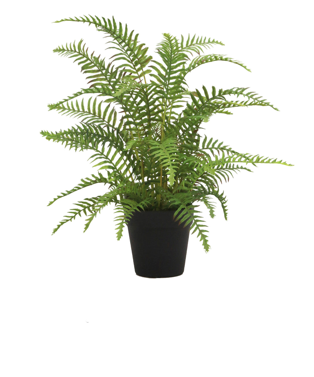 PIANTA FELCE IN VASO