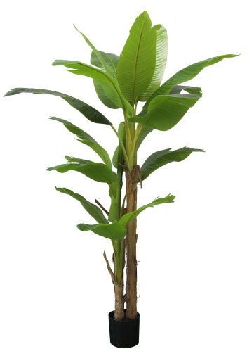 PIANTA BANANO 150 cm
