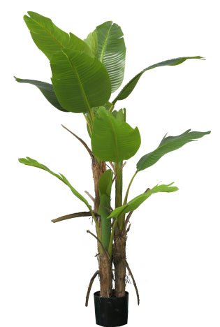 PIANTA BANANO 150 cm